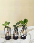 Trio de plantes en hydroculture - lanterne et socle noire avec Led