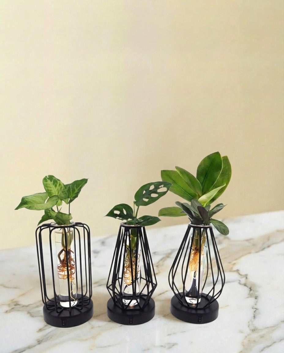 Trio de plantes en hydroculture - lanterne et socle noire avec Led