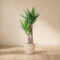 Yucca elephantipes (d21cm h100cm)
