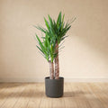 Yucca Elephantipes