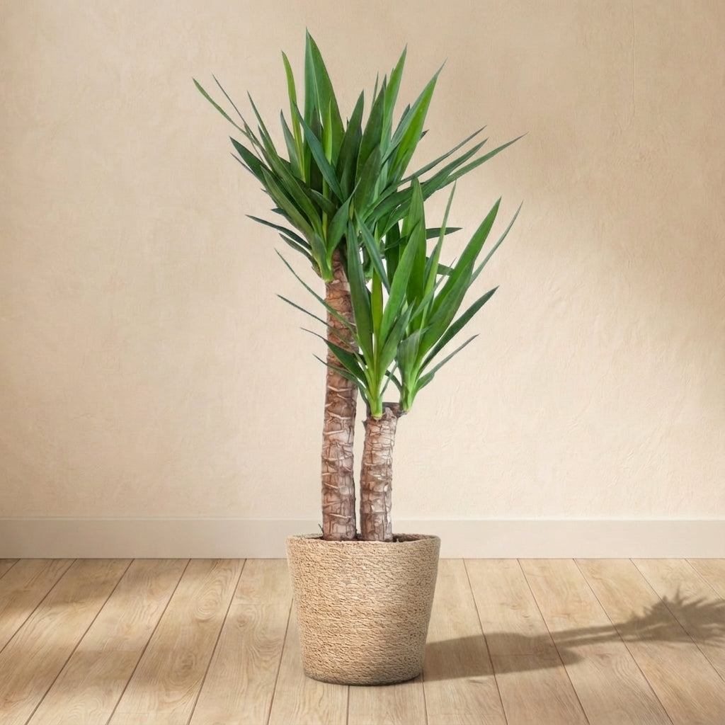 Yucca Elephantipes et son pot