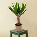 Yucca elephantipes (d14cm H55cm)