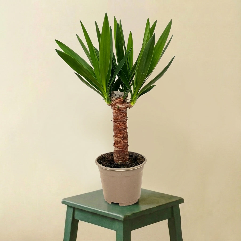 Yucca elephantipes (d14cm H55cm)