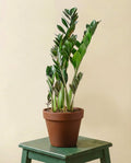 Zamioculcas Zamiifolia