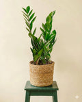 Zamioculcas zamiifolia