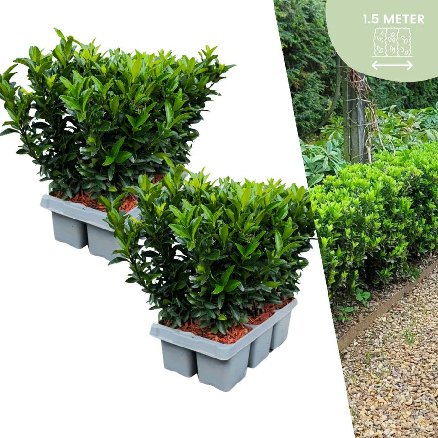 Fusains 'Green Spire' (2 packs de 6)
