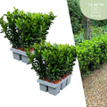 Fusains 'Green Spire' (2 packs de 6)