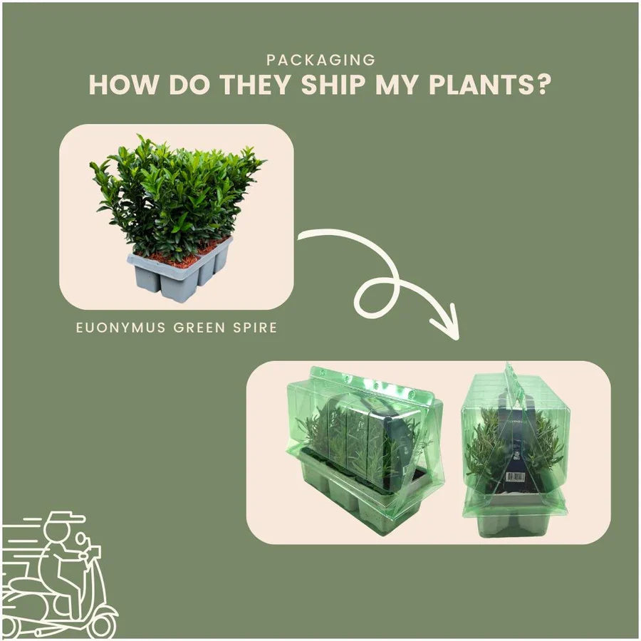 Fusains 'Green Spire' (2 packs de 6)