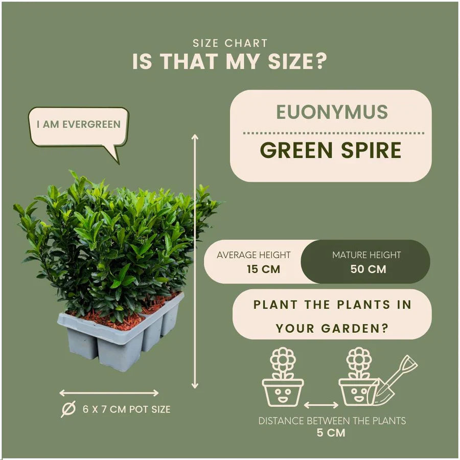 Fusain 'Green Spire' (pack de 6)