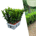Fusain 'Green Spire' (pack de 6)