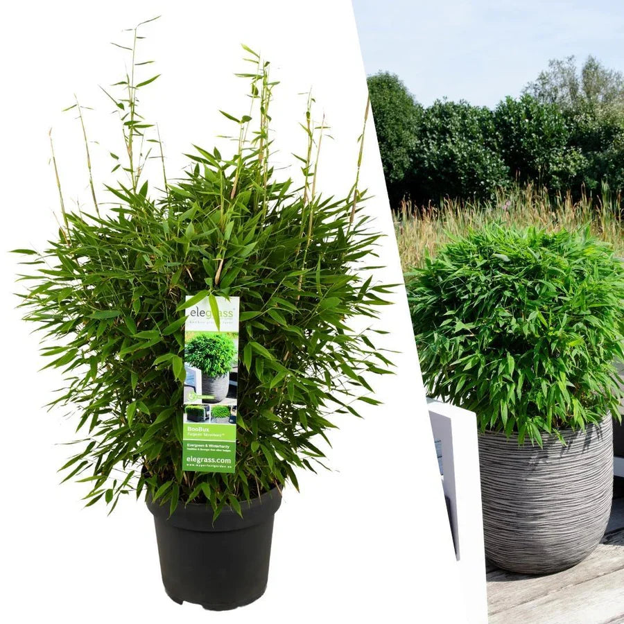 Bambou Fargesia 'Moontears' (Pot: Ø29cm)