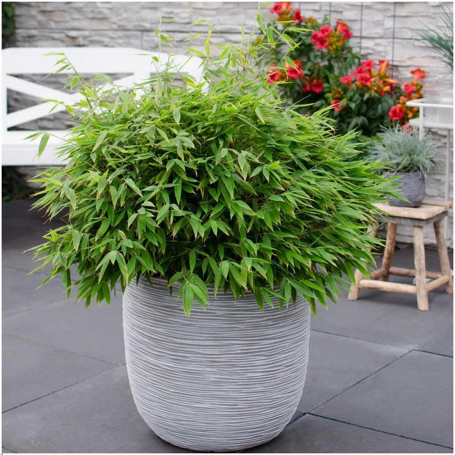 Bambou Fargesia 'Moontears' (Pot: Ø29cm)