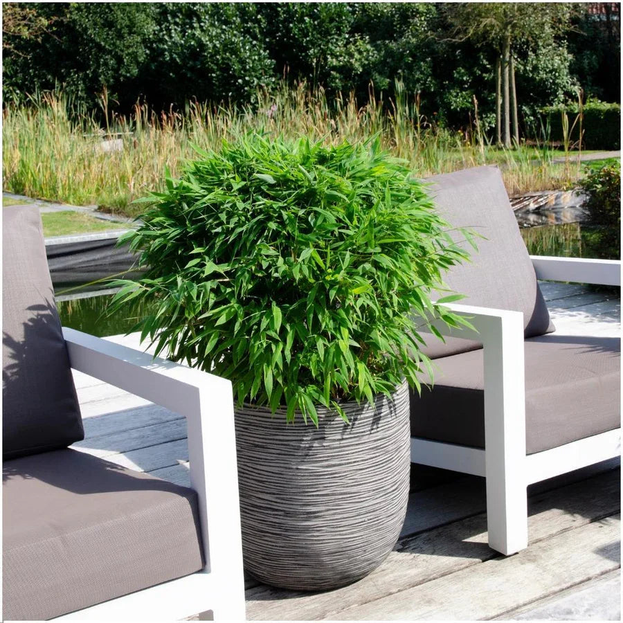 Bambou Fargesia 'Moontears' (Pot: Ø29cm)