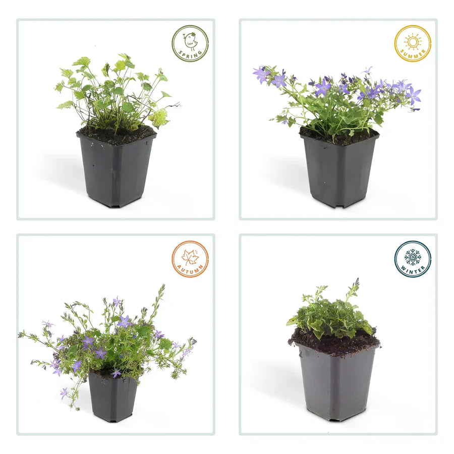 Campanule des murs 'Stella' (lot de 6)