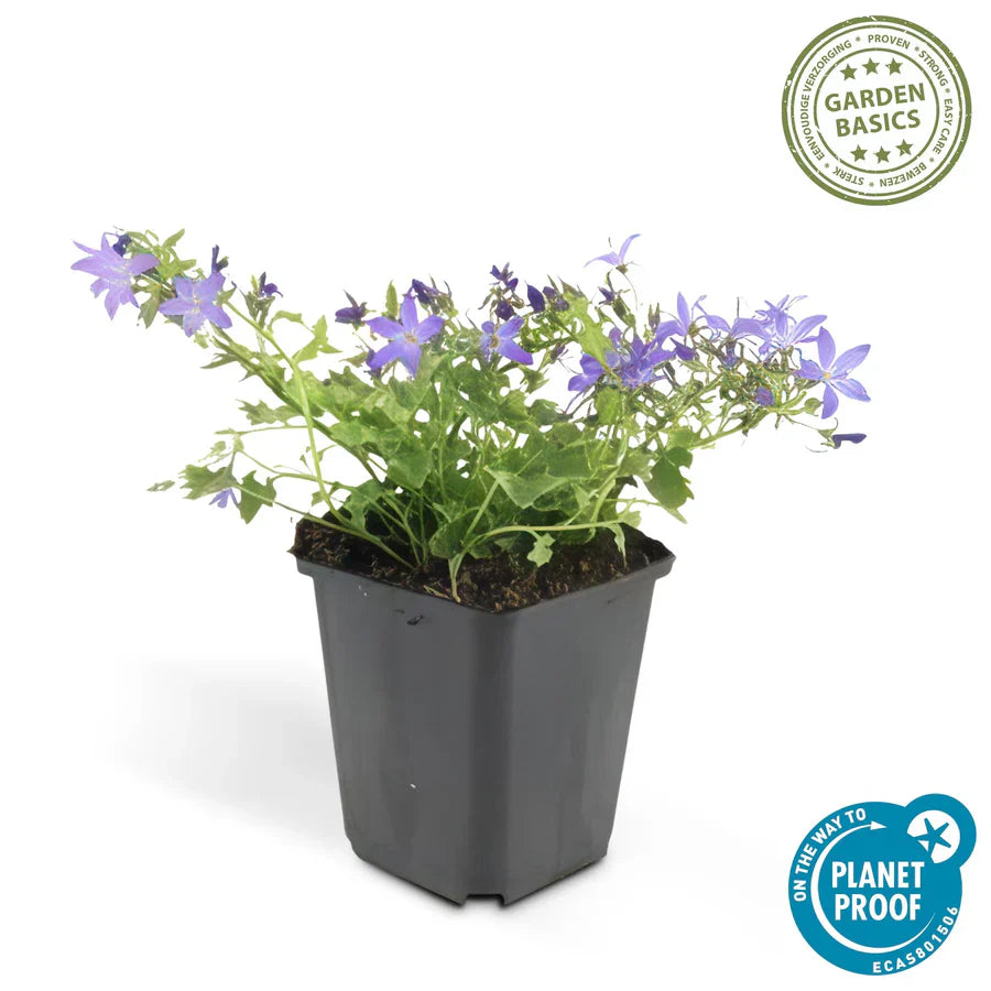 Campanule des murs 'Stella' (lot de 6)