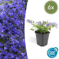 Campanule des murs 'Stella' (lot de 6)