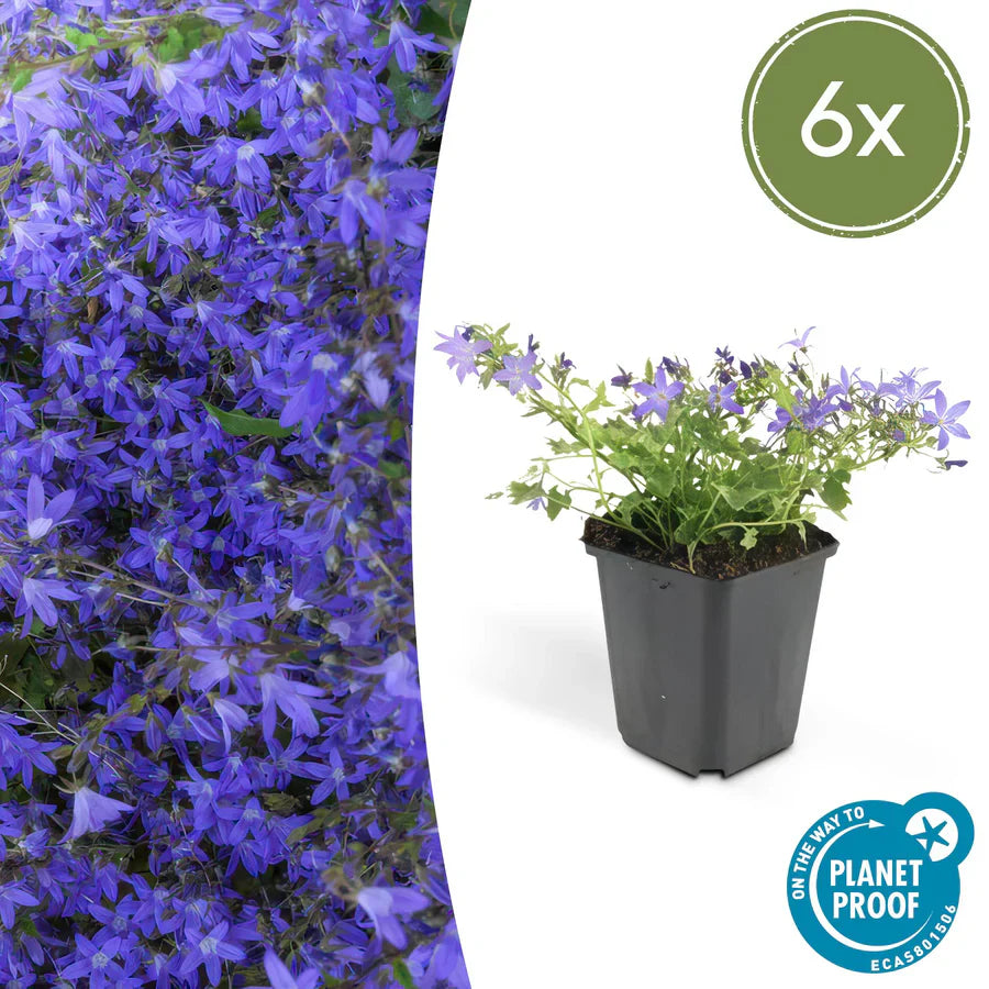 Campanule des murs 'Stella' (lot de 6)