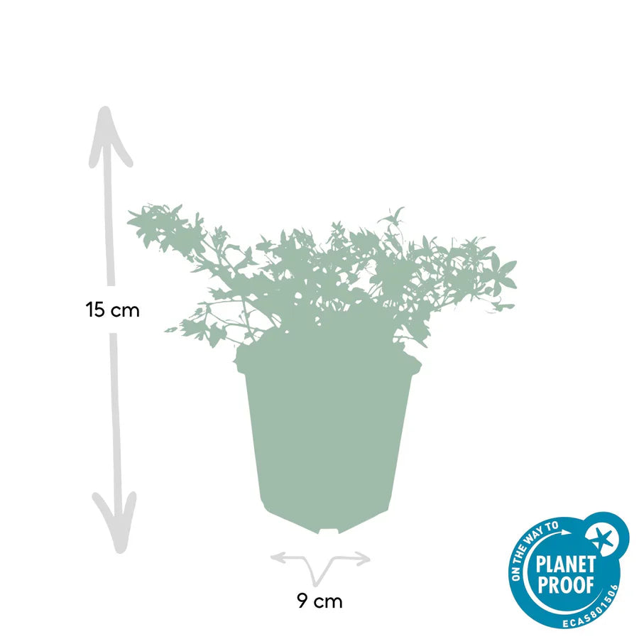 Campanule des murs 'Stella' (lot de 6)