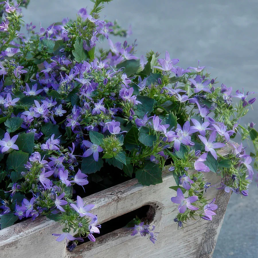 Campanule des murs 'Stella' (lot de 6)