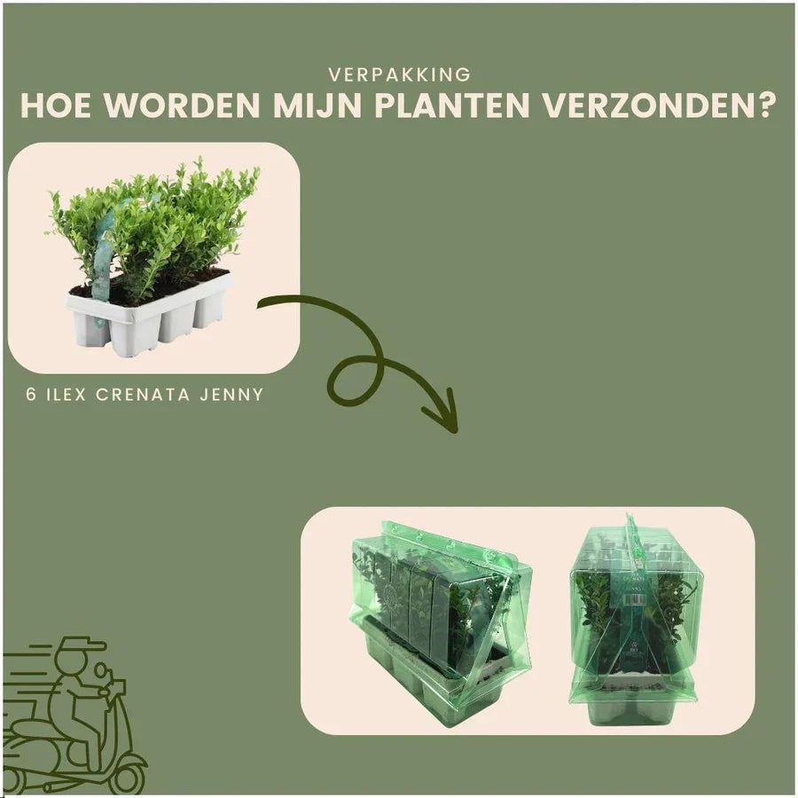Ilex crenata 'Jenny' (pack de 6)