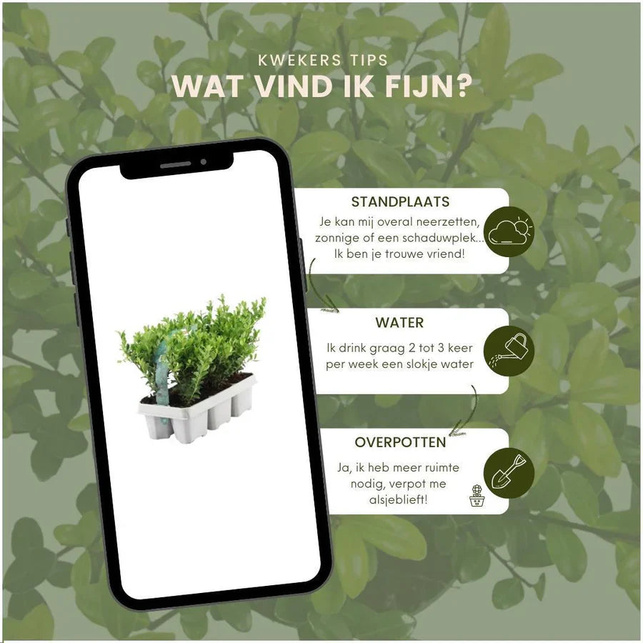 Ilex crenata 'Jenny' (pack de 6)