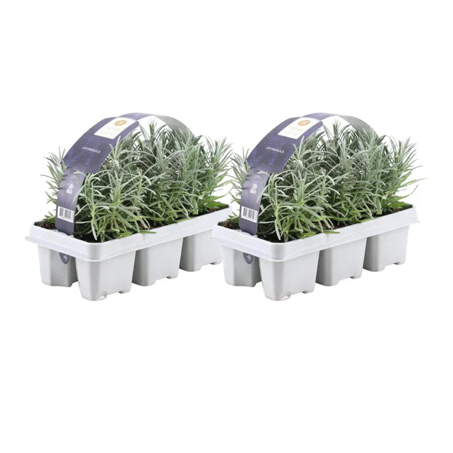Lavande Angustifolia (2 packs de 6)