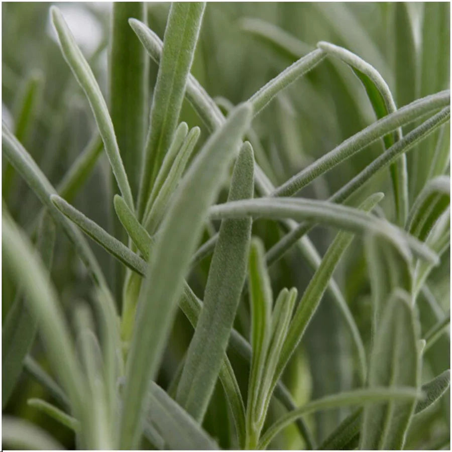 Lavande Angustifolia (2 packs de 6)