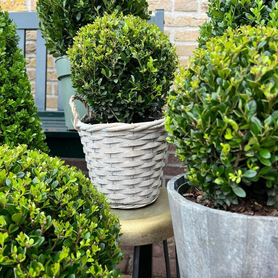 Lot de 2 Ilex crenata 'Jenny' (Ø25cm)