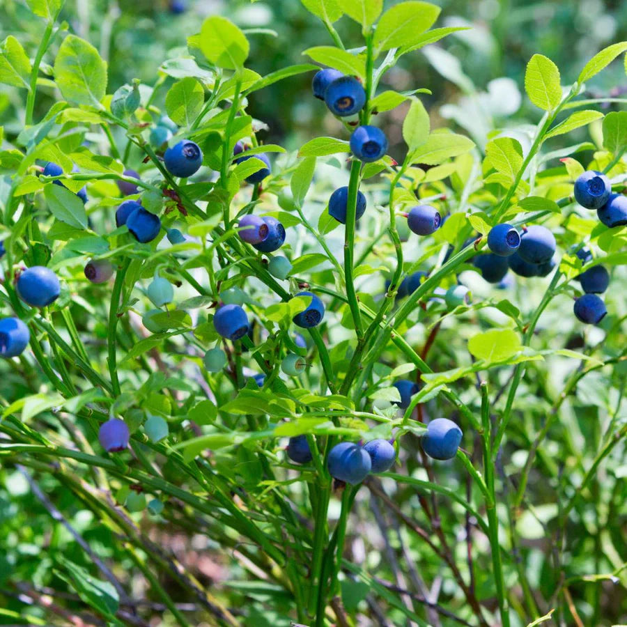 Myrtille Bio (lot de 3)