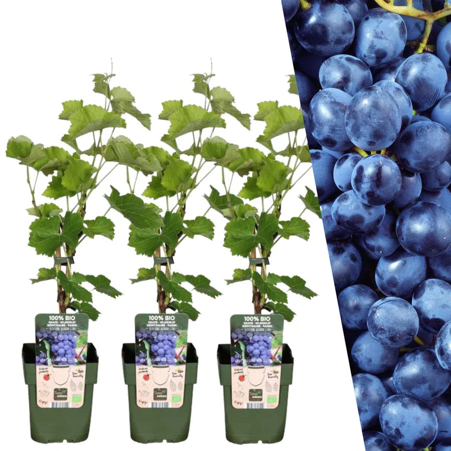 Vigne de raisin bio (lot de 3)
