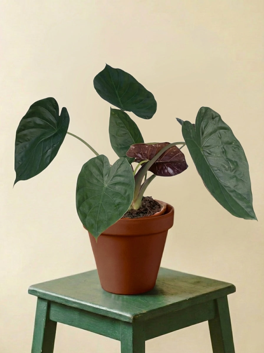 Alocasia Wentii