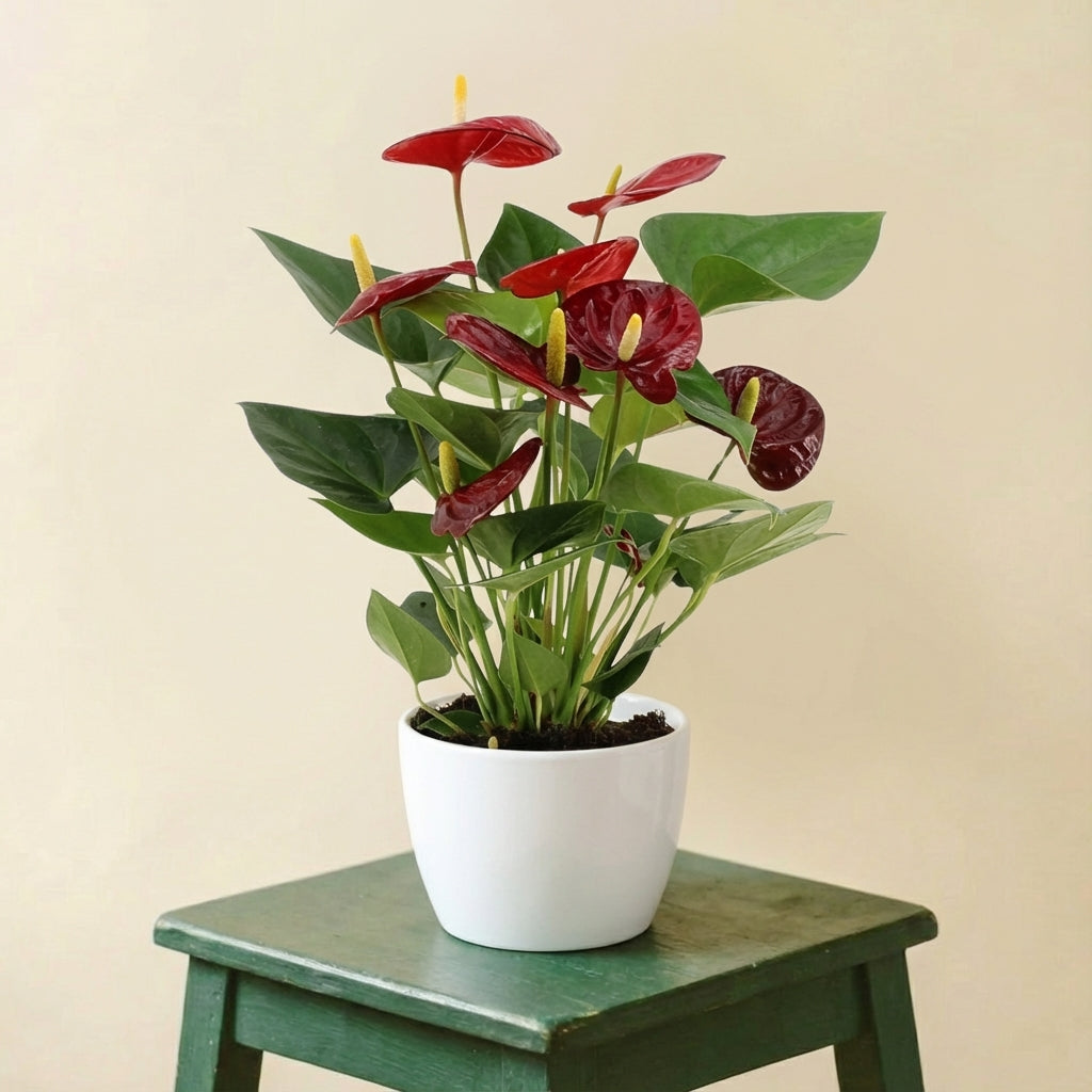 Anthurium Calon