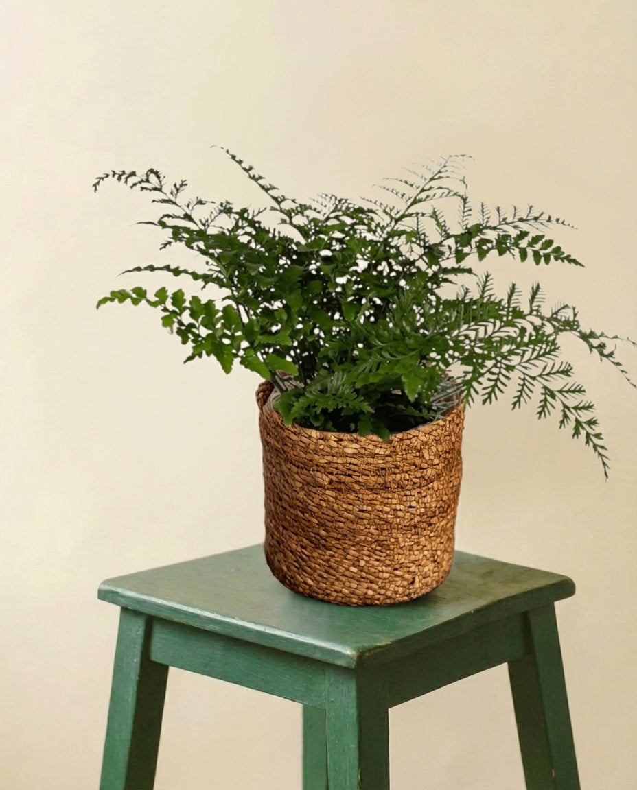 Asplenium Parvati