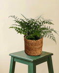 Asplenium Parvati