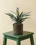 Bromelia Ananas