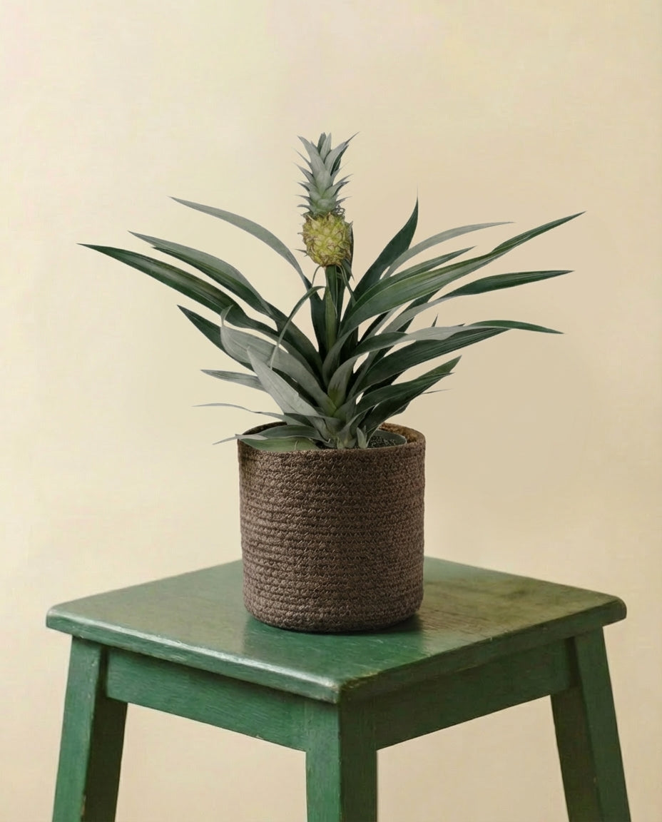 Bromelia Ananas