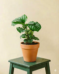 Calathea Orbifolia