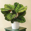 Calathea Fasciata