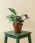 Calathea Fusion White