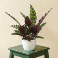 Calathea Lancifolia Insignis (Ø12cm - ↕50cm)