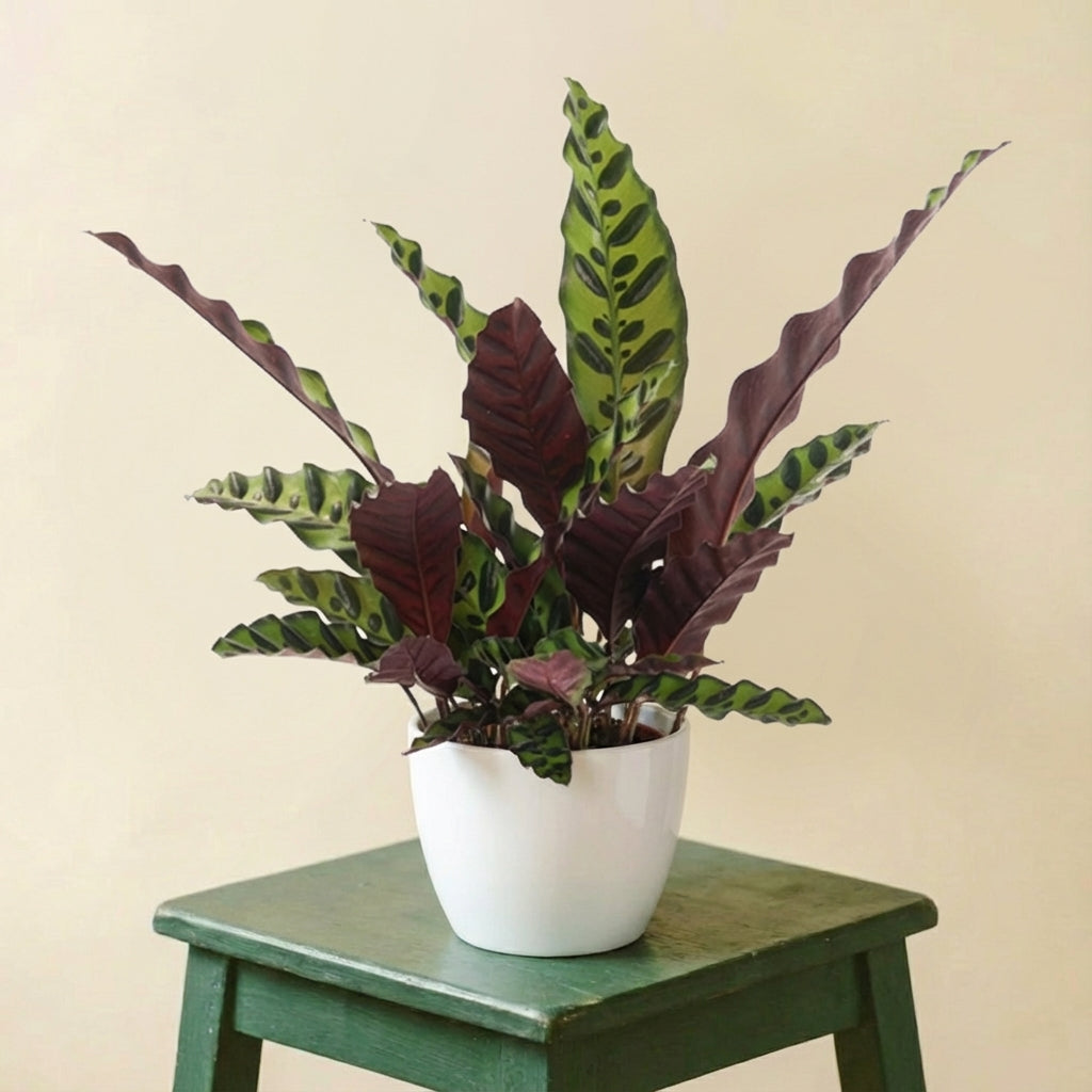 Calathea Lancifolia Insignis (Ø12cm - ↕50cm)