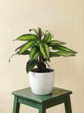 Calathea Majestica