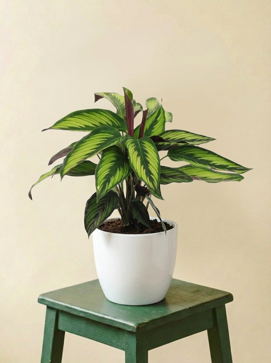 Calathea Majestica