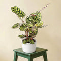 Calathea Makoyana