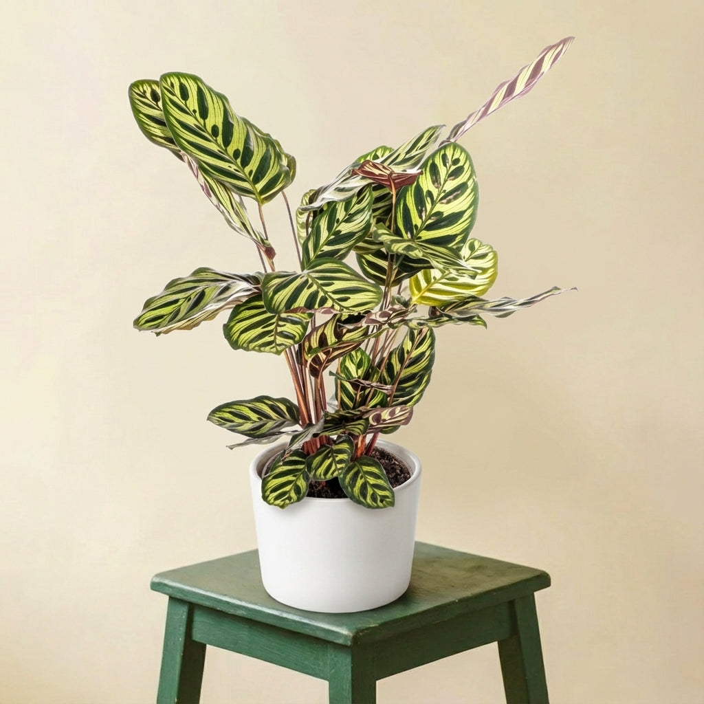 Calathea Makoyana