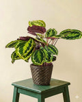 Calathea Médaillon