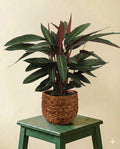 Calathea Stripestar