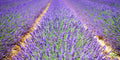 Lavande Angustifolia (2 packs de 6)
