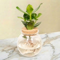 Clusia Rosea Princess en hydroculture