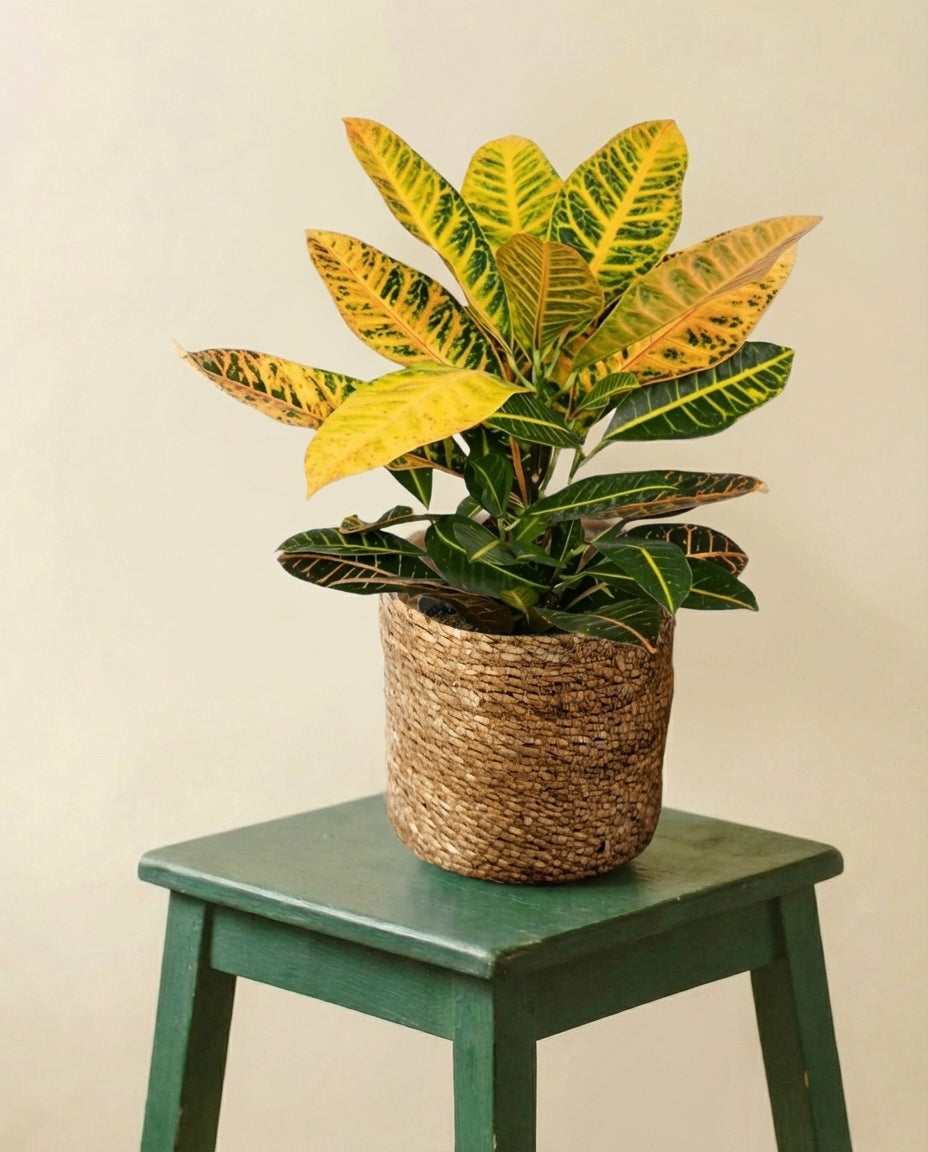 Codiaeum Petra Croton